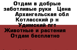 Отдам в добрые заботливые руки › Цена ­ 1 - Архангельская обл., Котласский р-н, Удимский пгт Животные и растения » Отдам бесплатно   